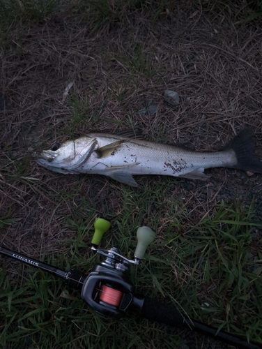 シーバスの釣果