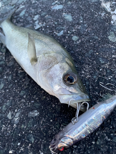 メッキの釣果