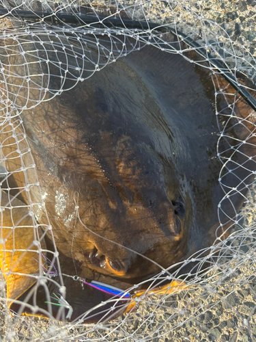 アカエイの釣果