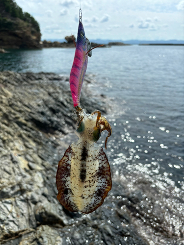 アオリイカの釣果