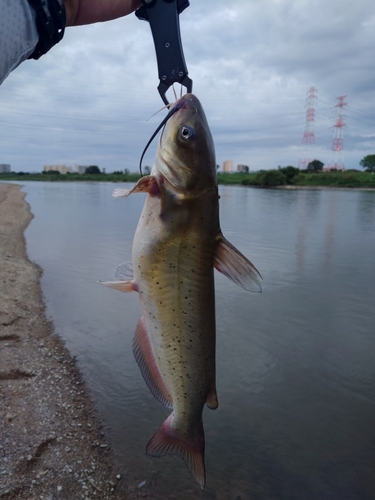 アメリカナマズの釣果