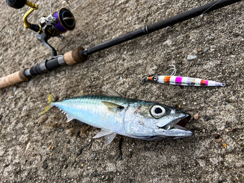 サバの釣果