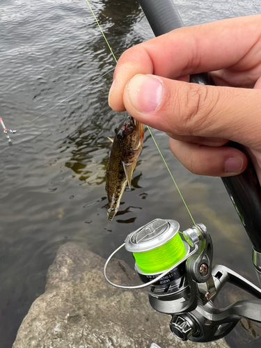 マハゼの釣果