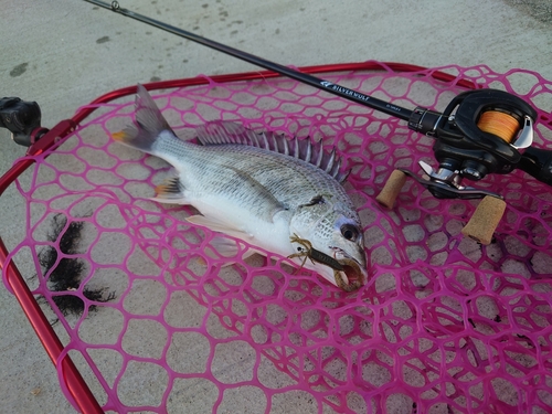 キビレの釣果