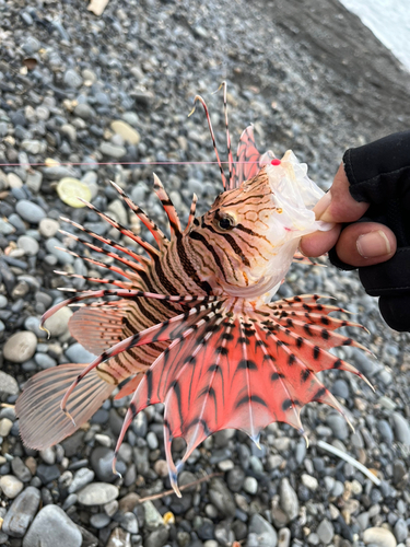 ハナミノカサゴの釣果