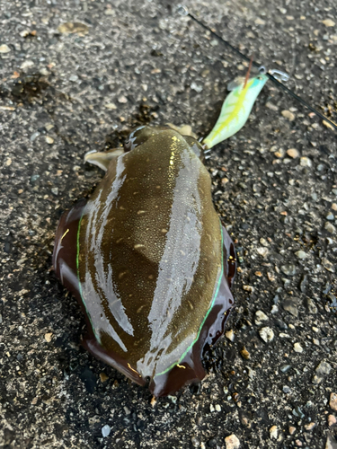 コウイカの釣果