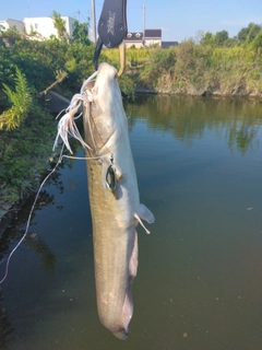 ナマズの釣果