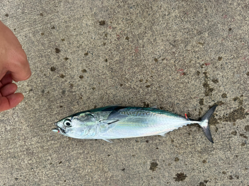 ソウダガツオの釣果