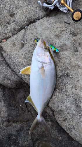 ショゴの釣果