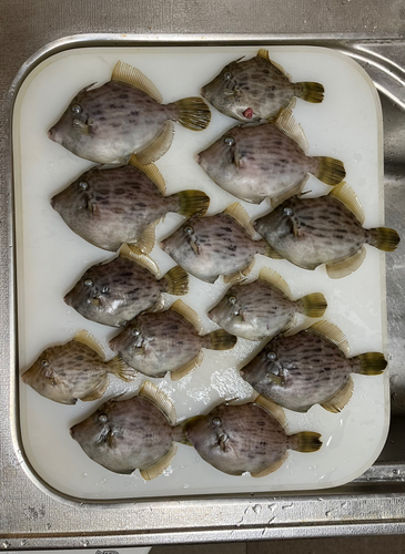 カワハギの釣果