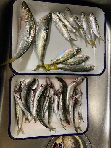 アジの釣果