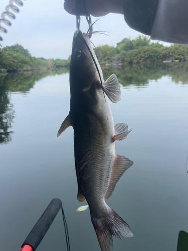 アメリカナマズの釣果