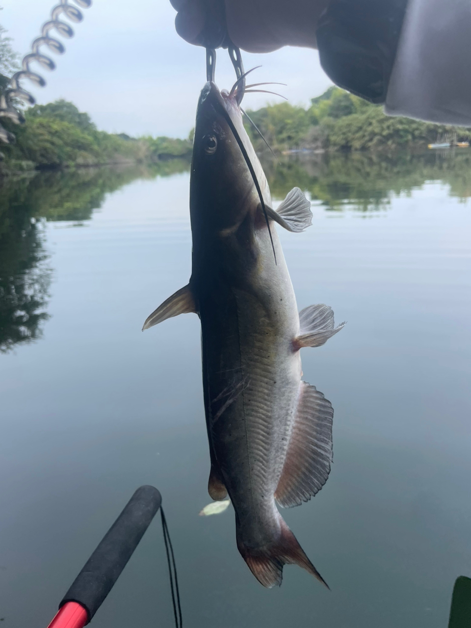 アメリカナマズ