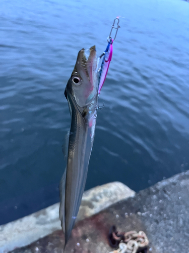 タチウオの釣果