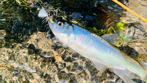 オイカワの釣果