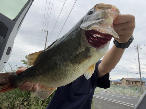 ブラックバスの釣果