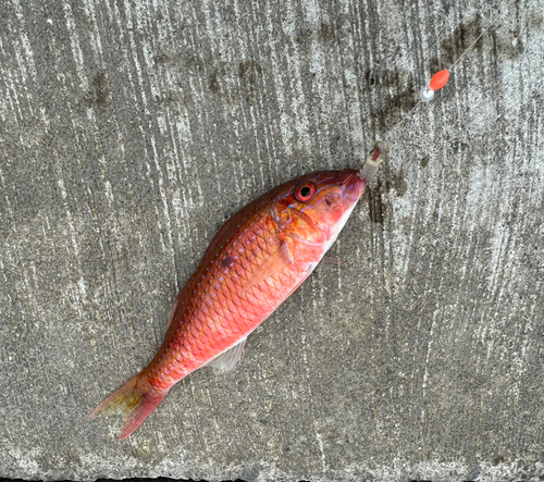 オジサンの釣果