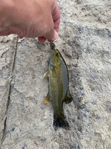 スモールマウスバスの釣果