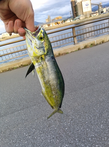 シイラの釣果