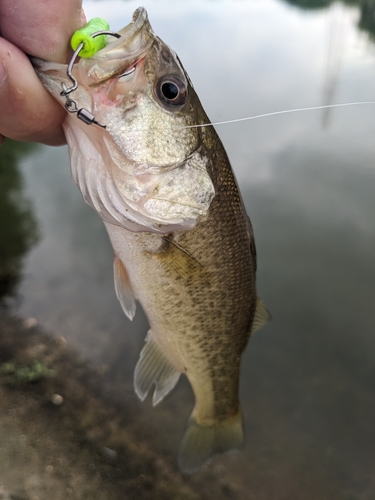 ラージマウスバスの釣果