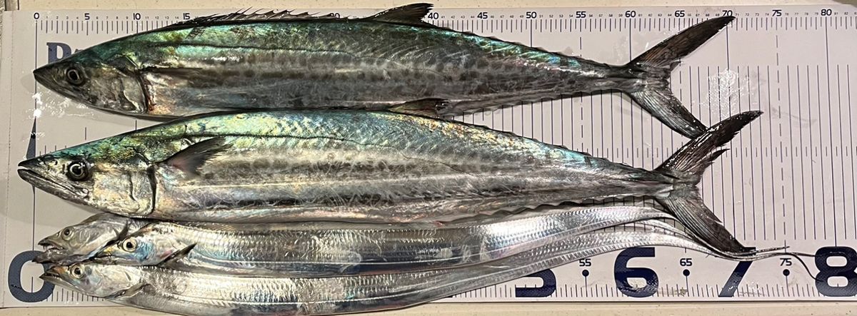 シマシマのSHIMANOさんの釣果 2枚目の画像