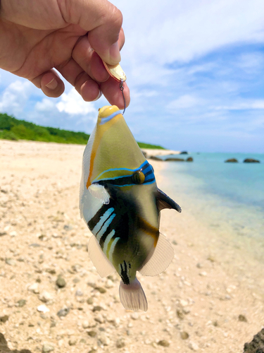 ムラサメモンガラの釣果