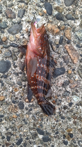 アカハタの釣果