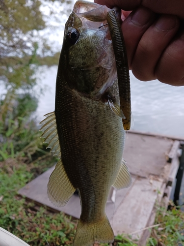 ラージマウスバスの釣果