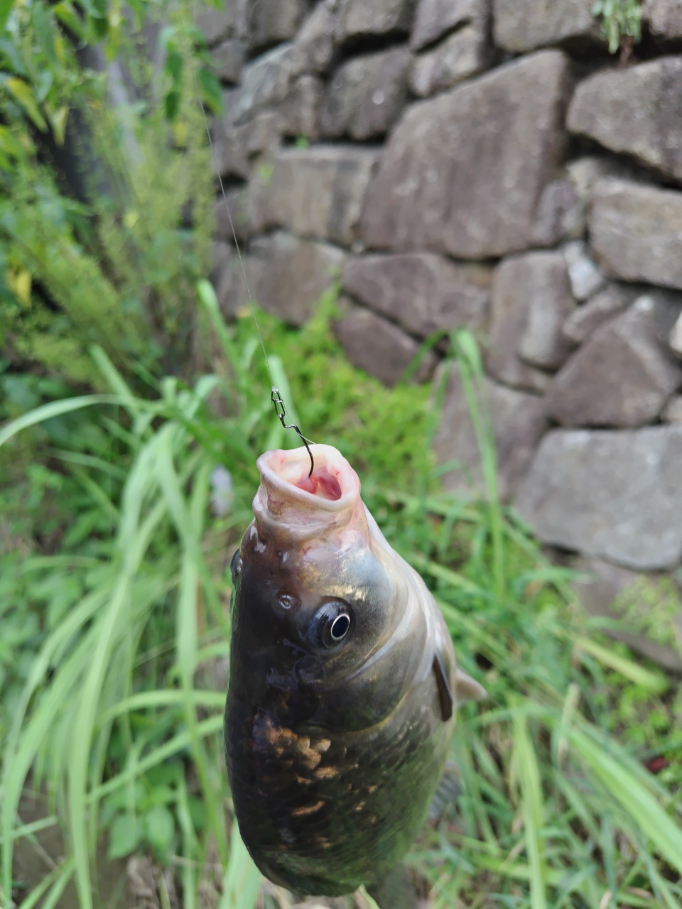 スモールマウスバス