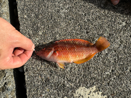 アカササノハベラの釣果