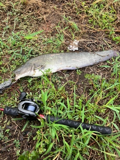 ナマズの釣果