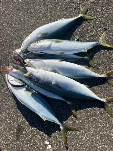 ハマチの釣果