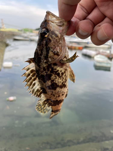 タケノコメバルの釣果