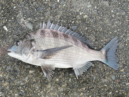 クロダイの釣果