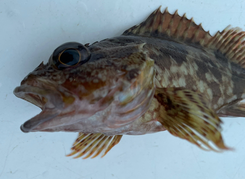 カサゴの釣果