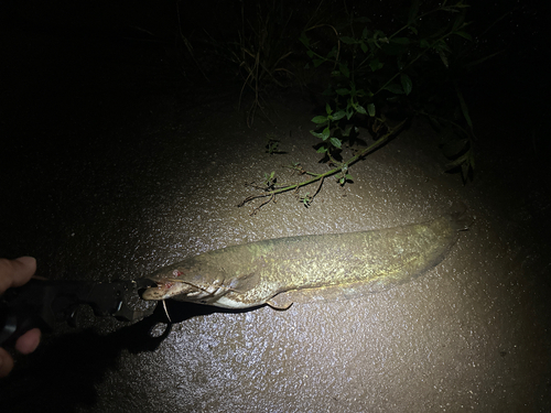 ニホンナマズの釣果