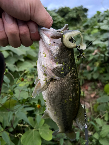 ラージマウスバスの釣果