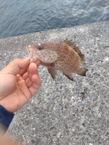 オオモンハタの釣果