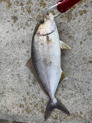 ショゴの釣果