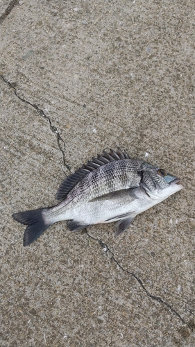 チヌの釣果