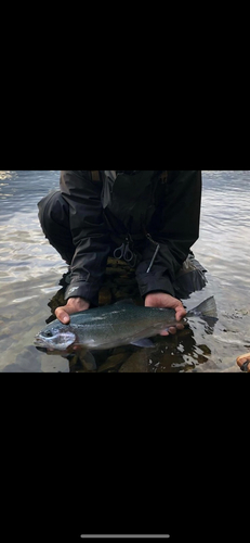 レインボートラウトの釣果