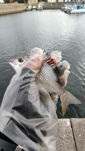 キビレの釣果