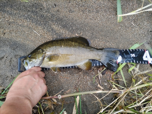 スモールマウスバスの釣果