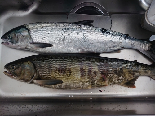 シロザケの釣果