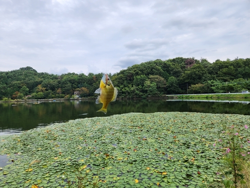 ブルーギルの釣果