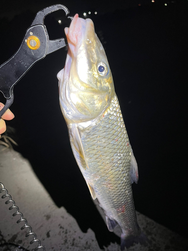 ニゴイの釣果