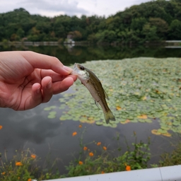 ブラックバス