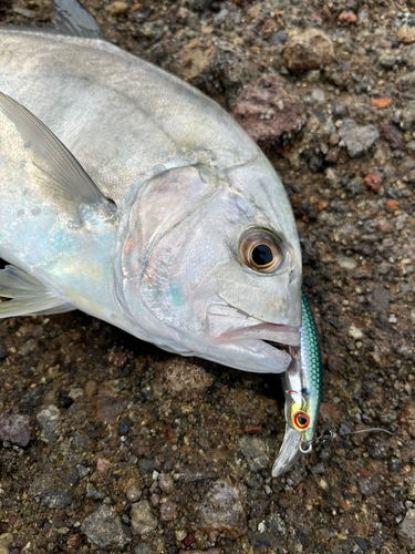 メッキの釣果