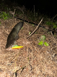 マナマズの釣果