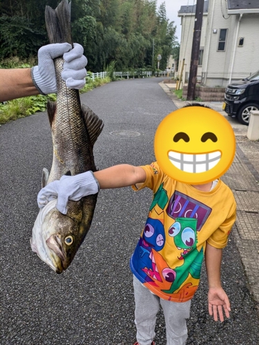 スズキの釣果